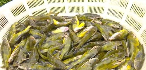 洪水過后，畜牧漁業(yè)生產(chǎn)自救指南——飼料安全與使用要點(diǎn)