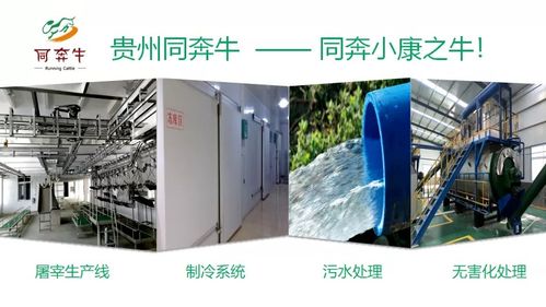 A級畜禽屠宰加工廠即將投產，優質產品將輻射全國市場